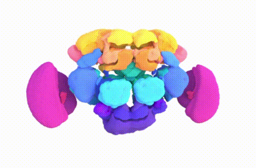 Original animated FlyWire neuropil atlas, showing the colored regions of the fruit fly brain